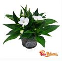Afbeelding van Impatiens Sun Patiens P13 White